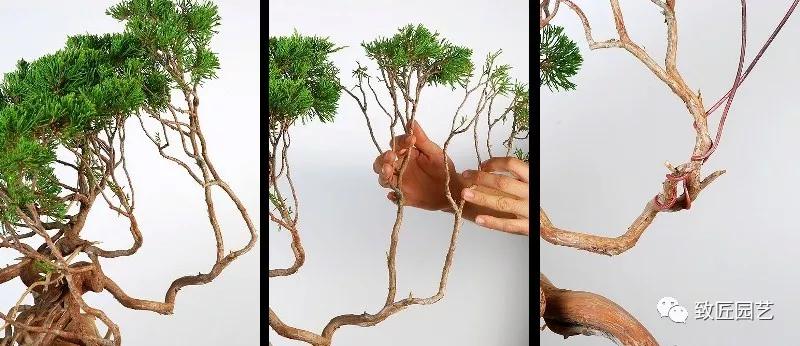 图解 圆柏盆景怎么弯曲造型的方法