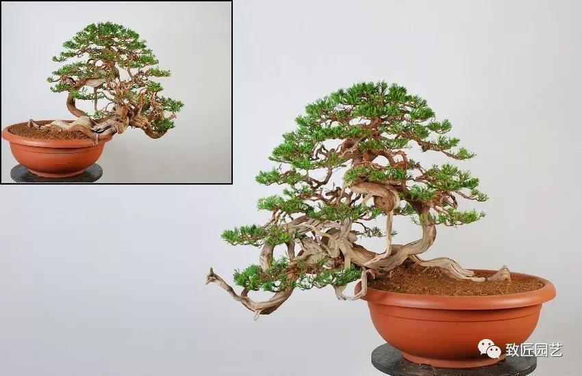 图解 圆柏盆景怎么弯曲造型的方法