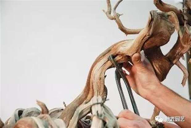 图解 圆柏盆景怎么弯曲造型的方法