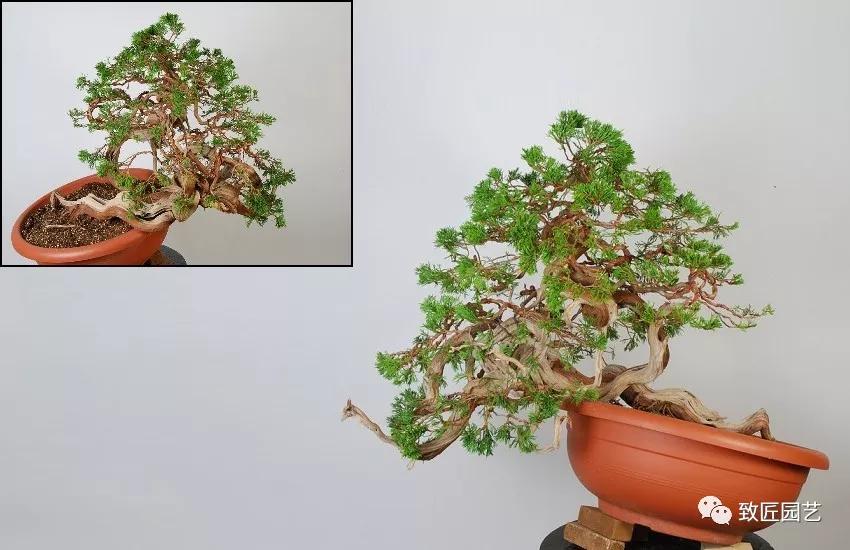 图解 圆柏盆景怎么弯曲造型的方法