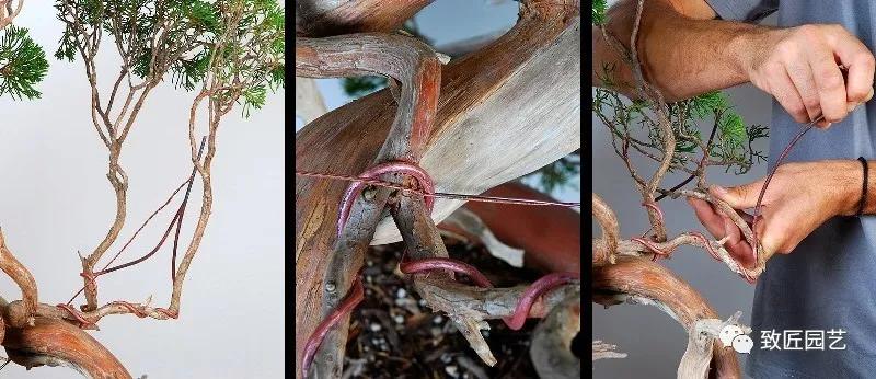 图解 圆柏盆景怎么弯曲造型的方法