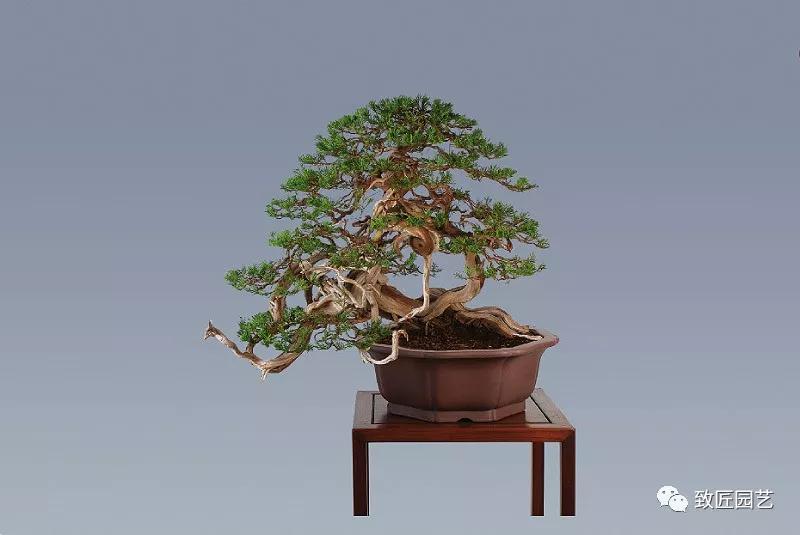 图解 圆柏盆景怎么弯曲造型的方法