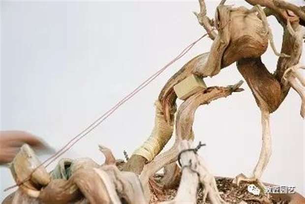 图解 圆柏盆景怎么弯曲造型的方法