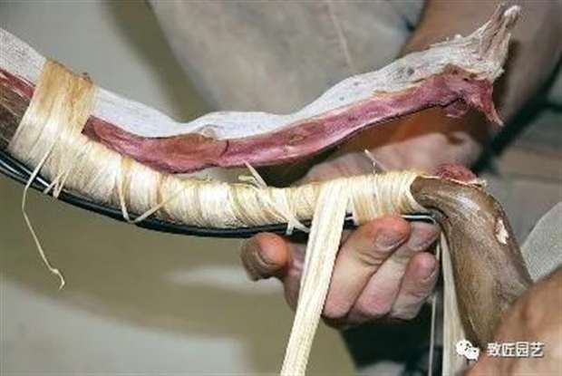 图解 圆柏盆景怎么弯曲造型的方法