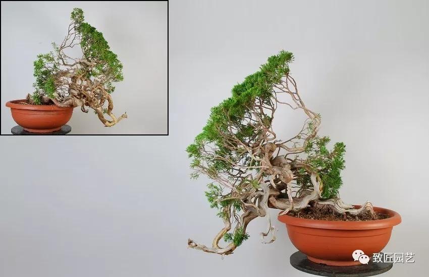 图解 圆柏盆景怎么弯曲造型的方法