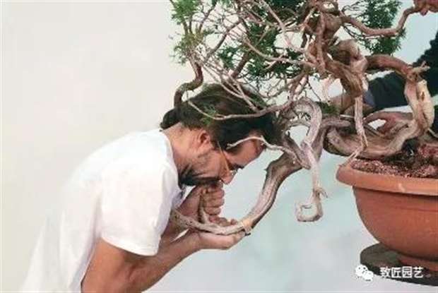 图解 圆柏盆景怎么弯曲造型的方法