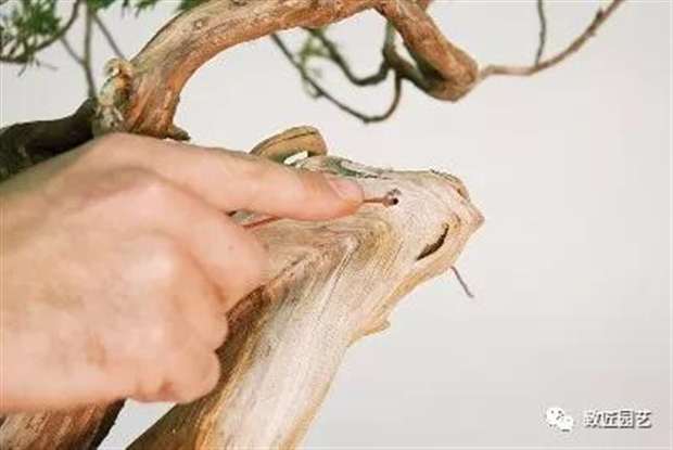 图解 圆柏盆景怎么弯曲造型的方法