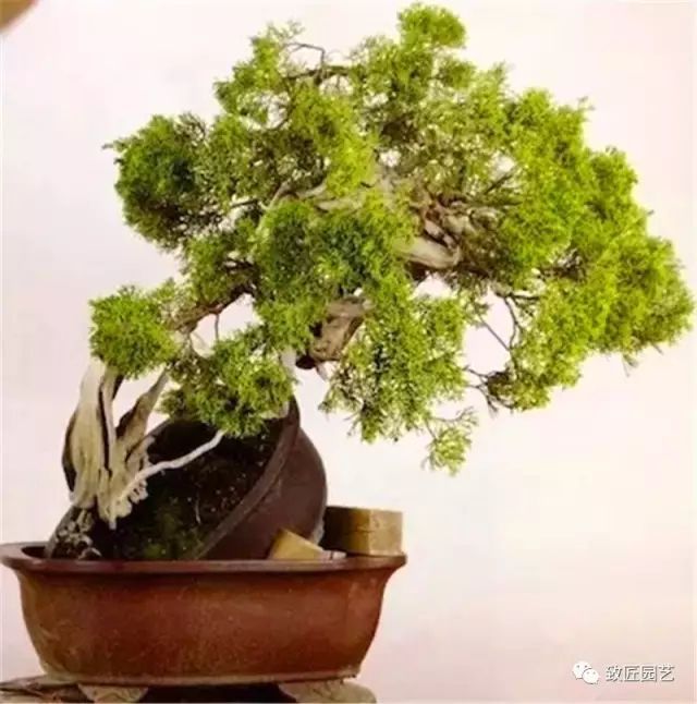 图解 木村正彦怎么真柏盆景改作的方法