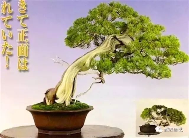 图解 木村正彦怎么真柏盆景改作的方法