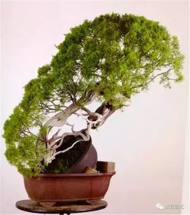 图解 木村正彦怎么真柏盆景改作的方法