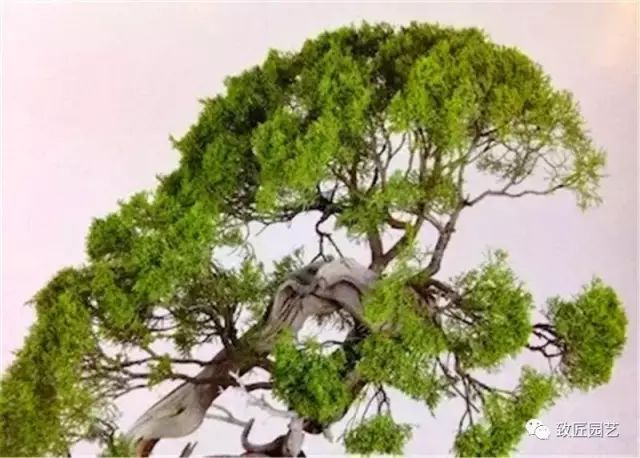 图解 木村正彦怎么真柏盆景改作的方法