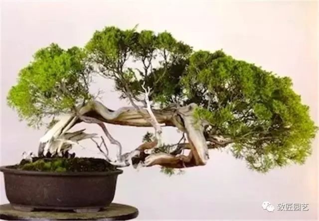 图解 木村正彦怎么真柏盆景改作的方法