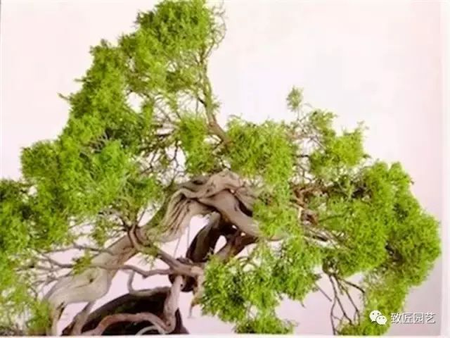 图解 木村正彦怎么真柏盆景改作的方法