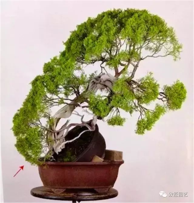 图解 木村正彦怎么真柏盆景改作的方法