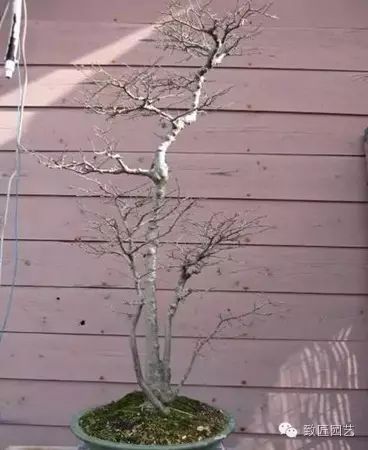 图解 繁殖盆景怎么分株环剥的方法