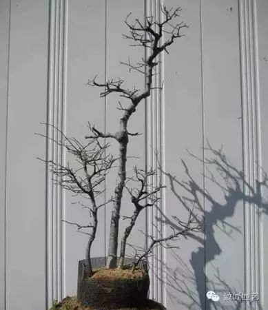 图解 繁殖盆景怎么分株环剥的方法