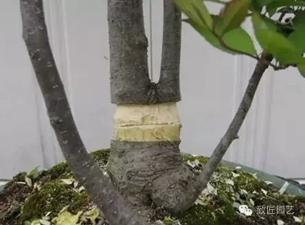 图解 繁殖盆景怎么分株环剥的方法
