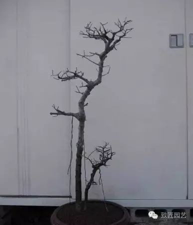 图解 繁殖盆景怎么分株环剥的方法