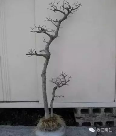 图解 繁殖盆景怎么分株环剥的方法