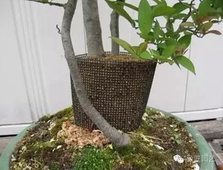 图解 繁殖盆景怎么分株环剥的方法