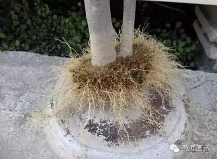 图解 繁殖盆景怎么分株环剥的方法