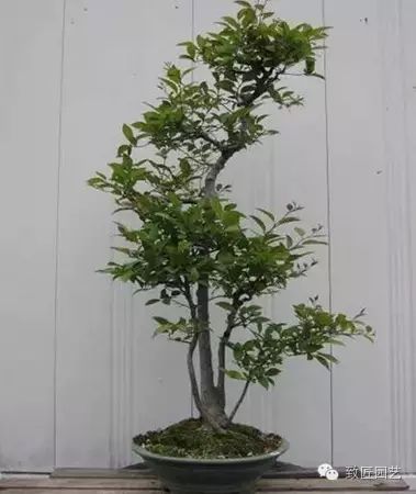 图解 繁殖盆景怎么分株环剥的方法