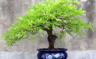 种植盆景怎么环剥换根的方法