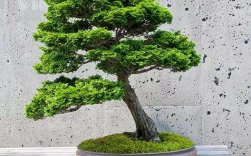 图解 盆景环剥换根手术的3个步骤