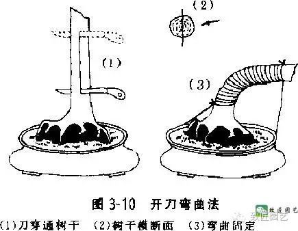 盆景粗干怎么弯曲的3个方法