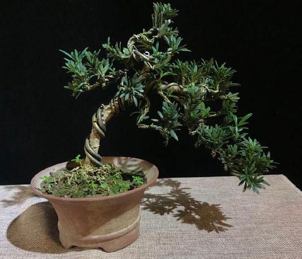 盆景金属丝蟠扎