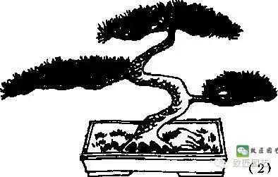 盆景金属丝怎么蟠扎的3个方法