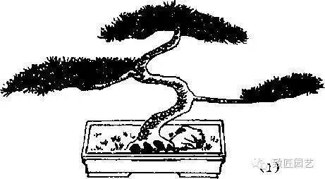 盆景金属丝怎么蟠扎的3个方法