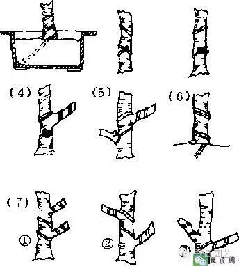 盆景金属丝怎么蟠扎的3个方法