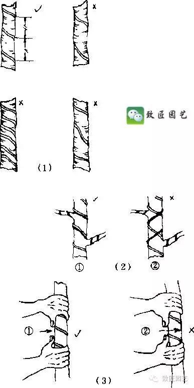 盆景金属丝怎么蟠扎的3个方法
