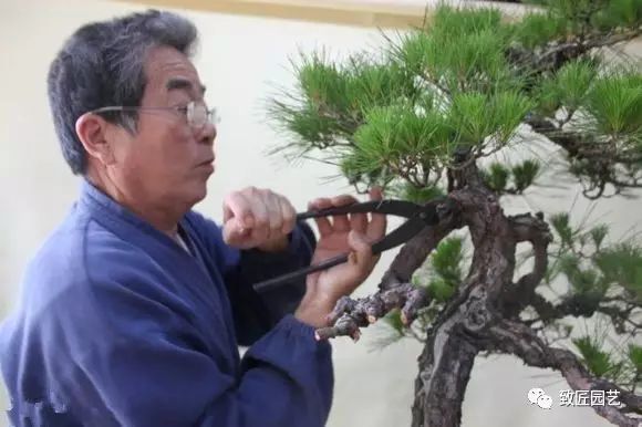 图解 日本展示赤松盆景怎么制作的过程