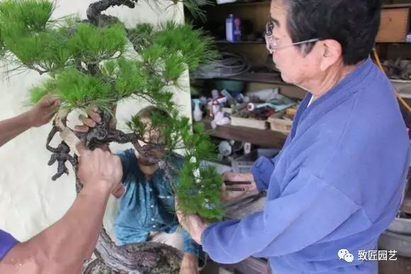 图解 日本展示赤松盆景怎么制作的过程