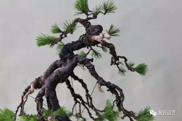 图解 日本展示赤松盆景怎么制作的过程