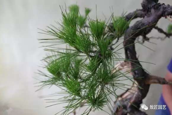 新芽盆景与老叶交织在一起