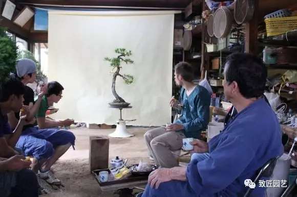 初步完成后的树相盆景