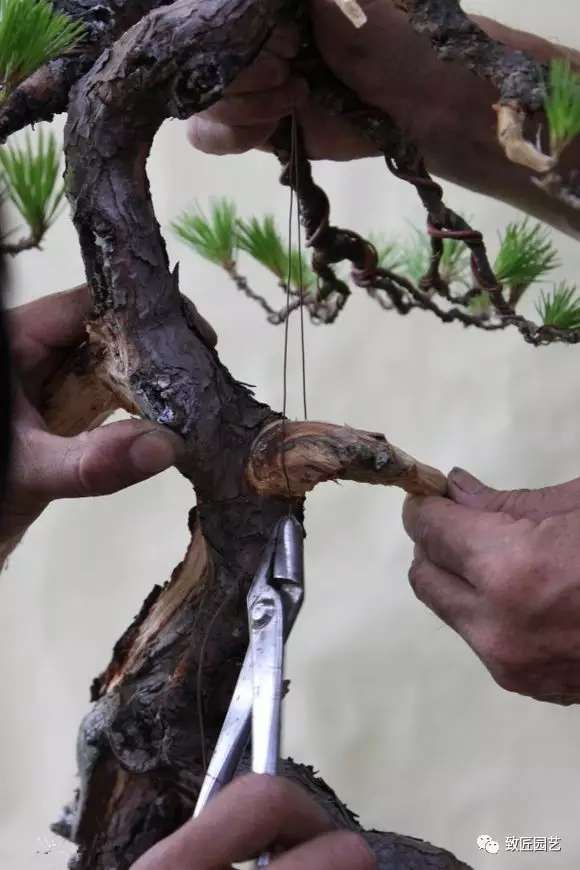 盆景慢慢调整角度