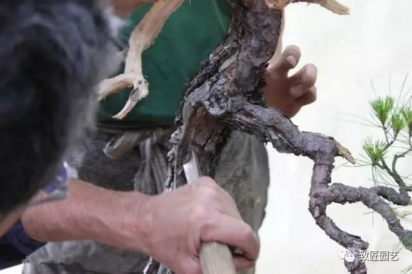 图解 日本展示赤松盆景怎么制作的过程
