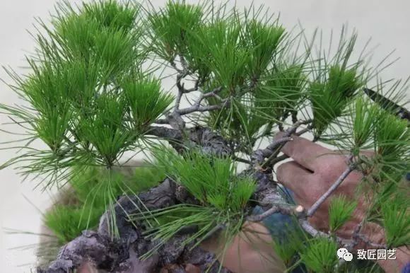 图解 日本展示赤松盆景怎么制作的过程