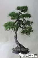 图解 日本展示赤松盆景怎么制作的过程