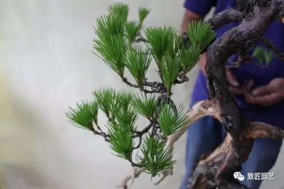 将盆景老叶摘除