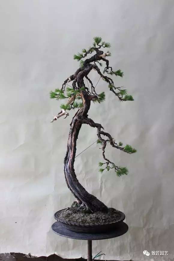 盆景完成后的树相