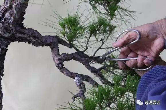 图解 日本展示赤松盆景怎么制作的过程