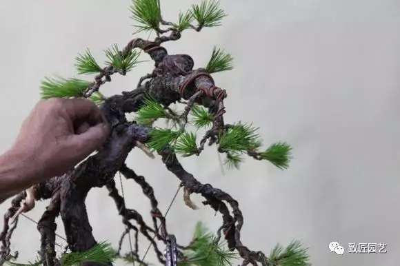 图解 日本展示赤松盆景怎么制作的过程