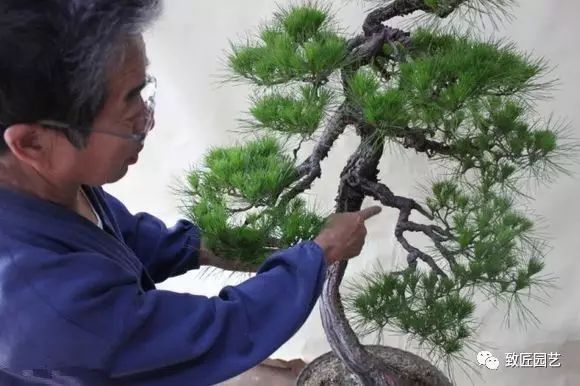 图解 日本展示赤松盆景怎么制作的过程