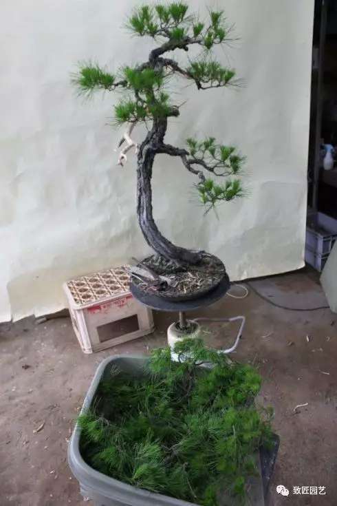 文人树盆景严格的表达