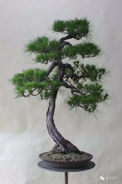 图解 日本展示赤松盆景怎么制作的过程